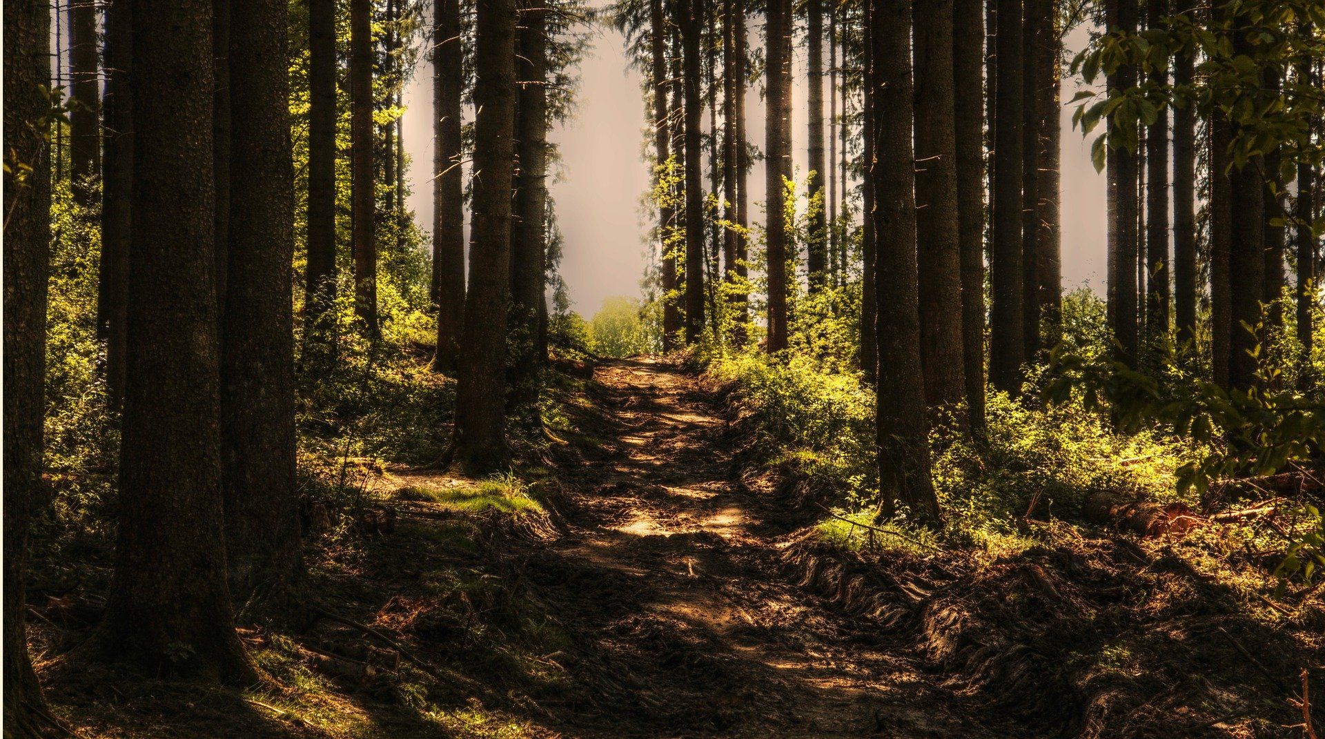 Ein Waldweg umgeben von Bäumen.